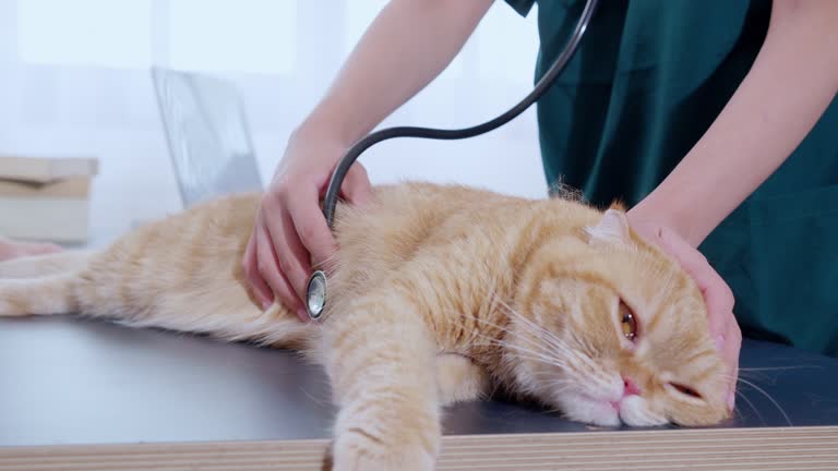 Sad pet at vet clinic